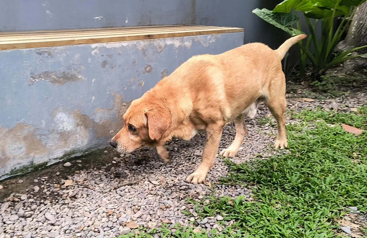 adopcion-perro-geronte-y-ciego-2-jpeg