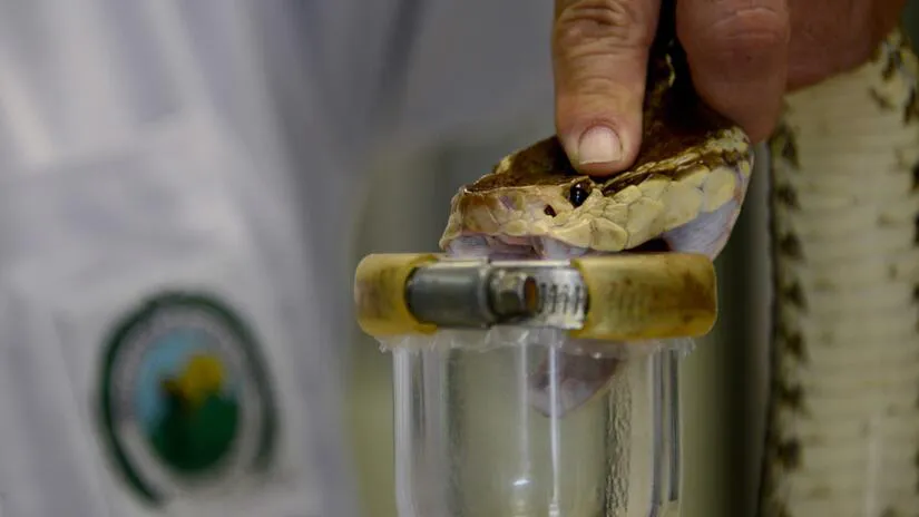 snake-lab-Costa Rica