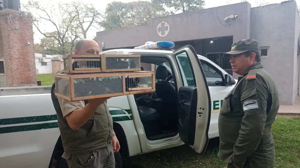 50_aves_ilegalmente_en_un_camion_santa_fe_2
