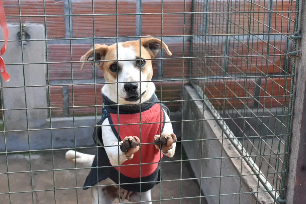 centro-de-adopciones-8-1024x683