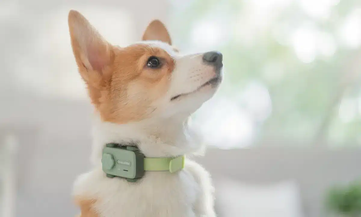 PetPhone-el-smartphone-para-mascotas-que-sorprende-al-mundo