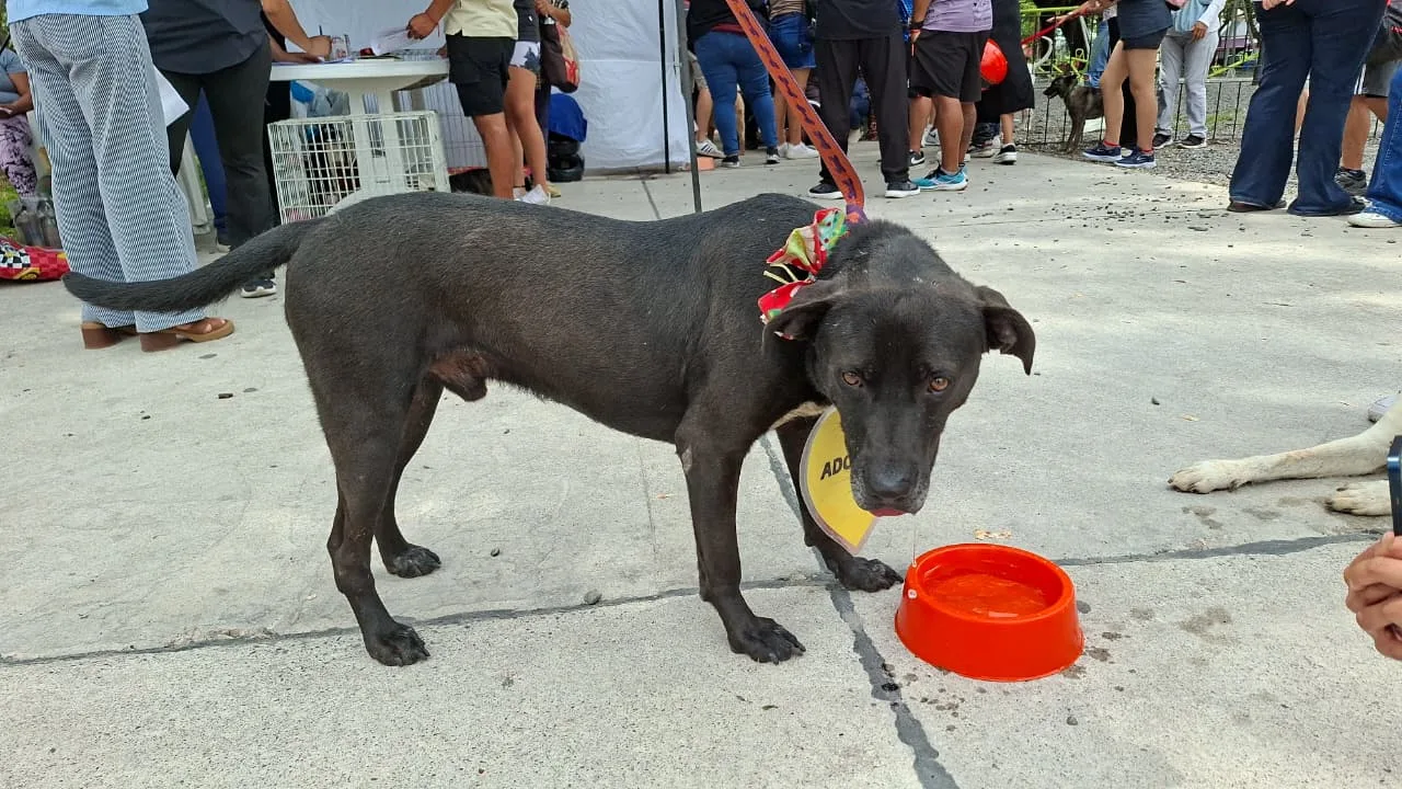 jornada-de-adopcion-8