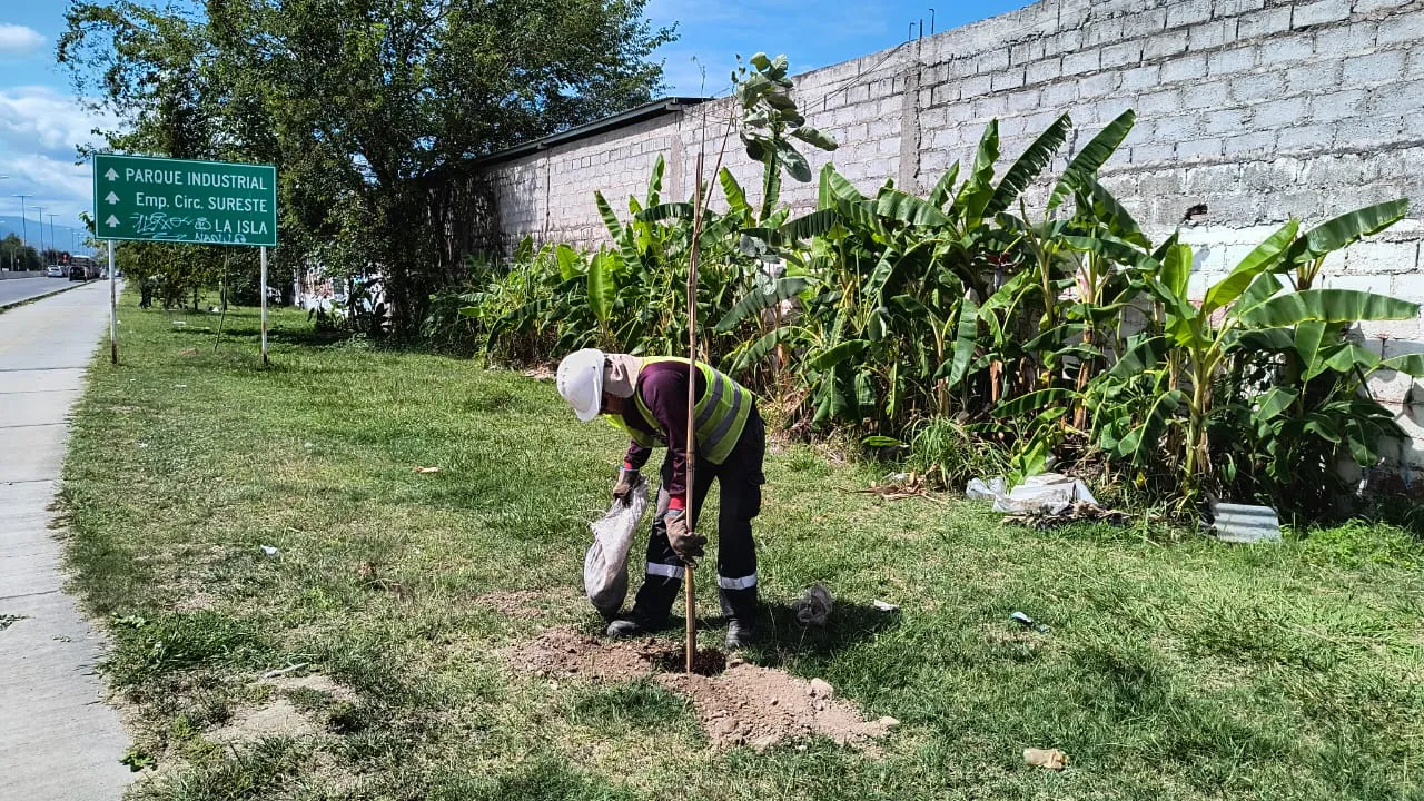 reforestacion-en-ruta-26-4