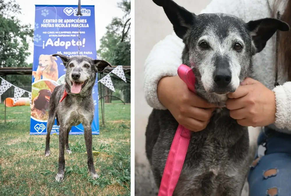 xuxa-perrita-adoptada-3-2048x1380