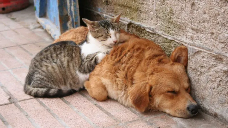 san-salvador-jujuy-aumento-la-cantidad-animales-abandonados