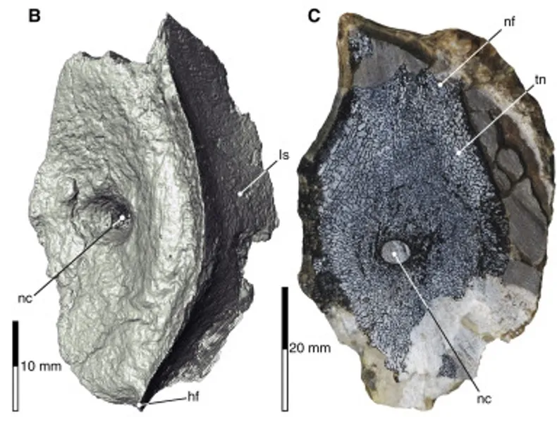 fosiles-reptil-marinojpg