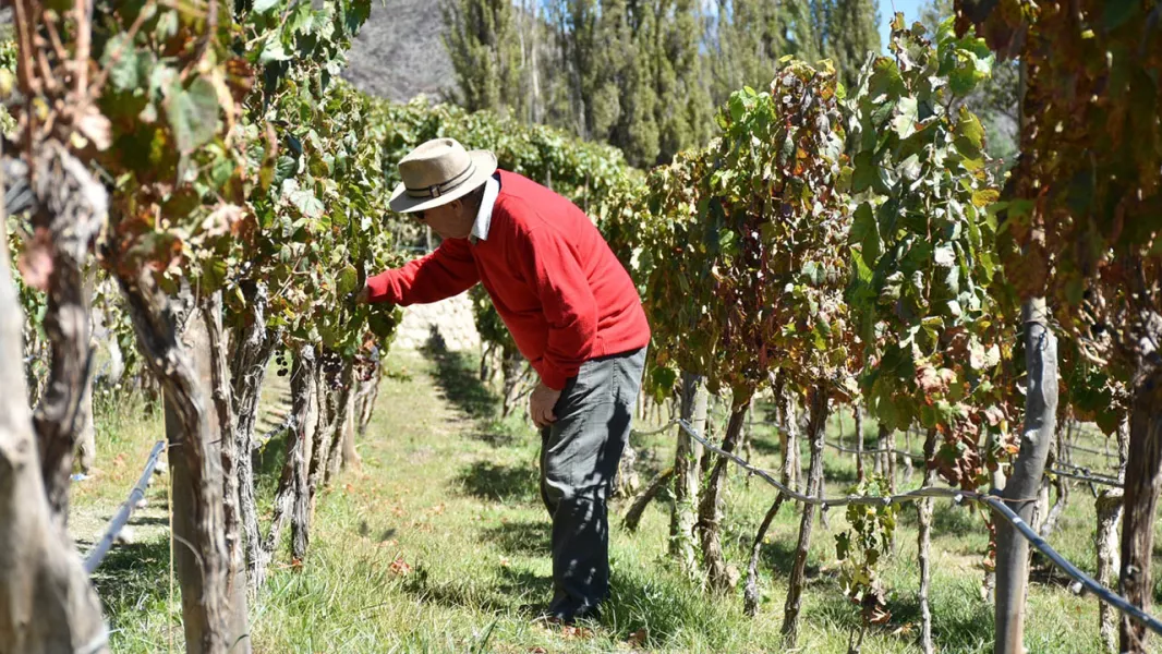 15928-los-vinos-de-altura-de-salta-son-puestos-en-valor-por-la-famosa-revista-especializada-decanter