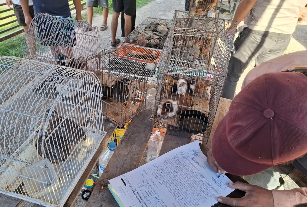 secuestro-de-gallinas-1-jpeg