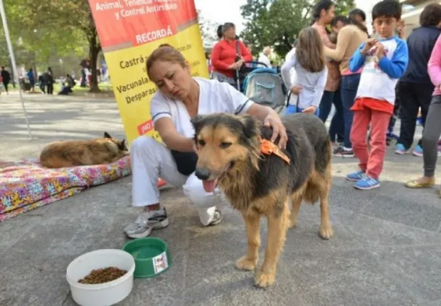 perros-de-peregrinaciones-1