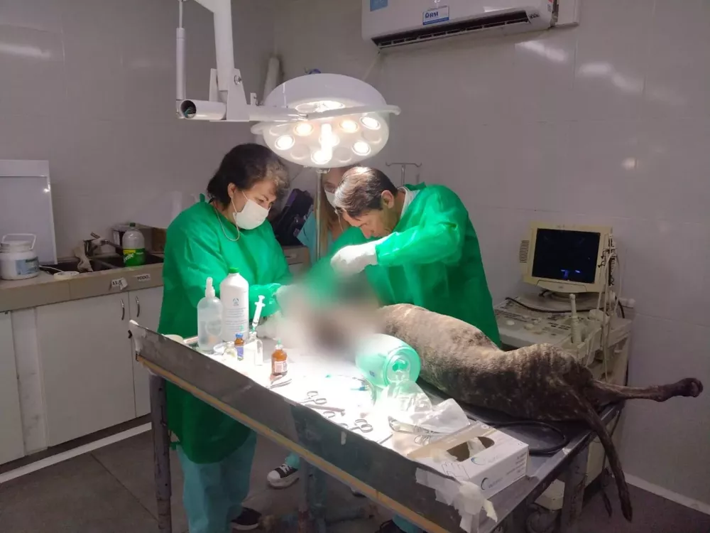 animal-herido-cirugia-1-1536x1153