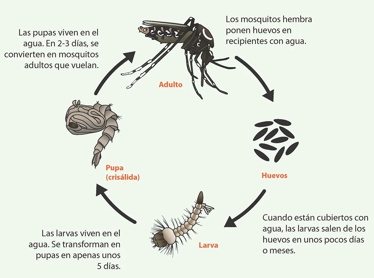 310138B_MosquitoLifeCycle_es-p_al_Page_1