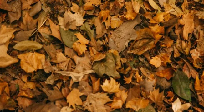asd1