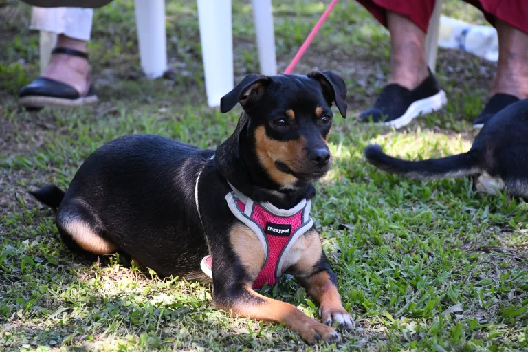 centro-de-adopciones-20-768x512