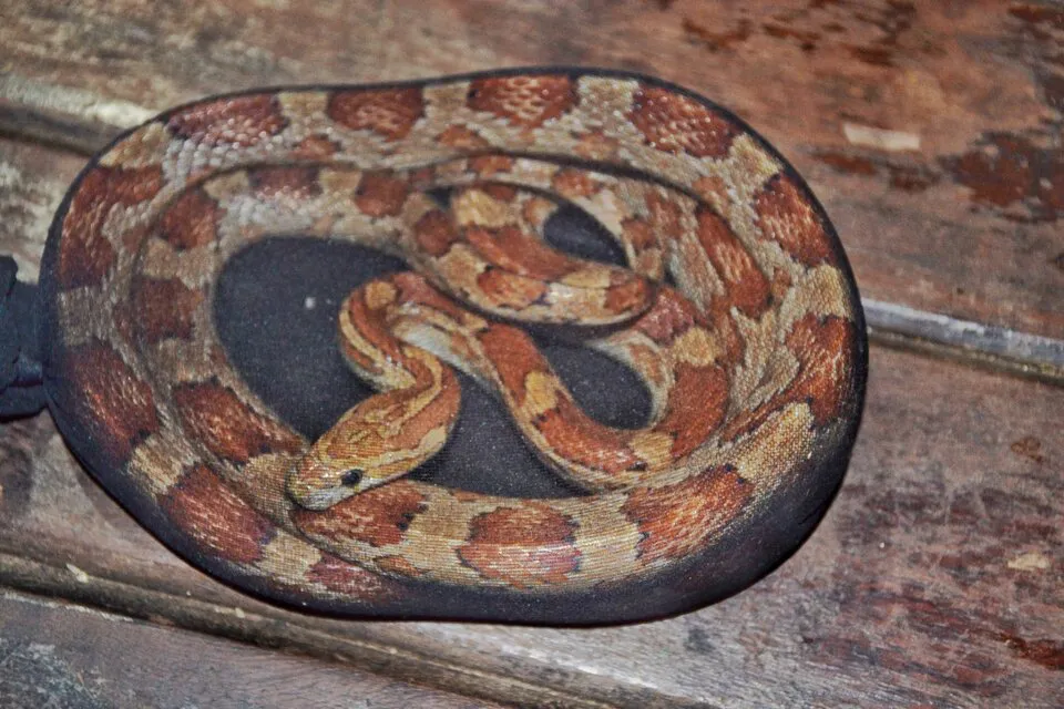 822955-whatsapp-20image-202024-03-12-20at-2013-17-37-20-281-29