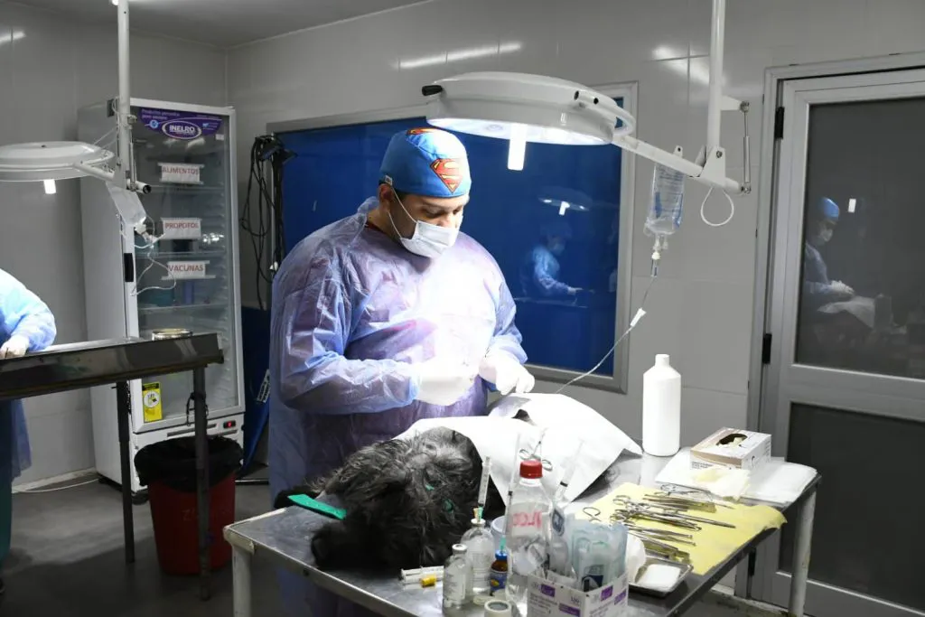 hospital-de-salud-animal-5-1024x683