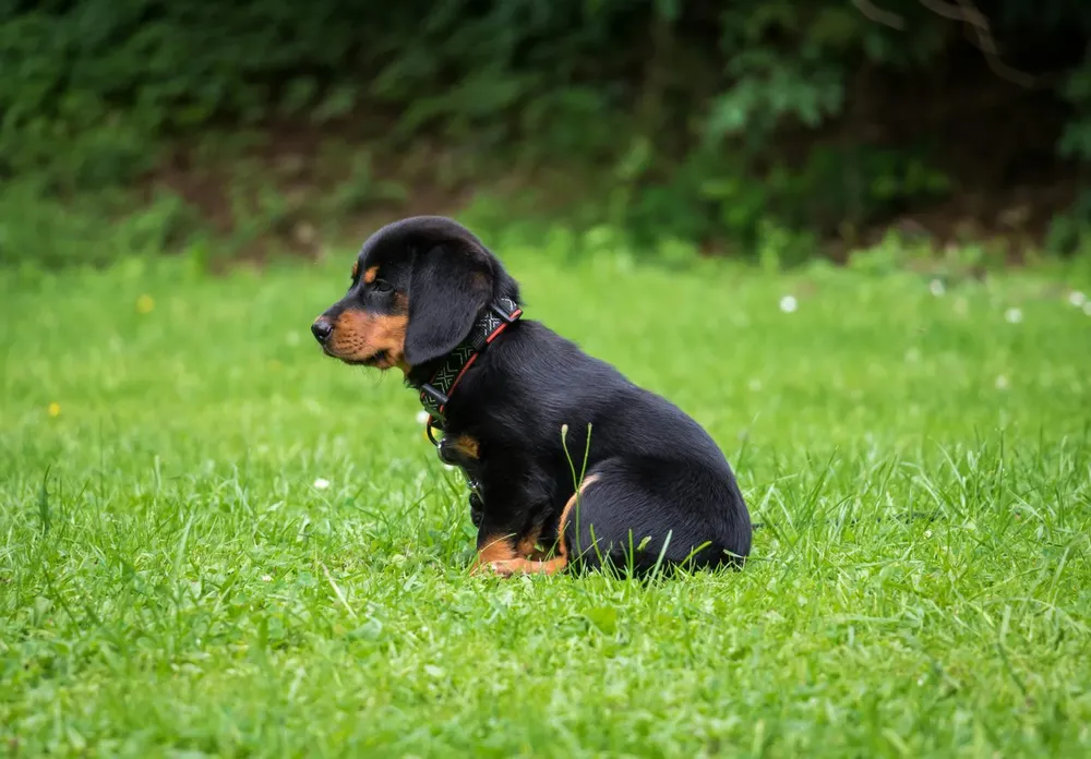 perros-1536x1069