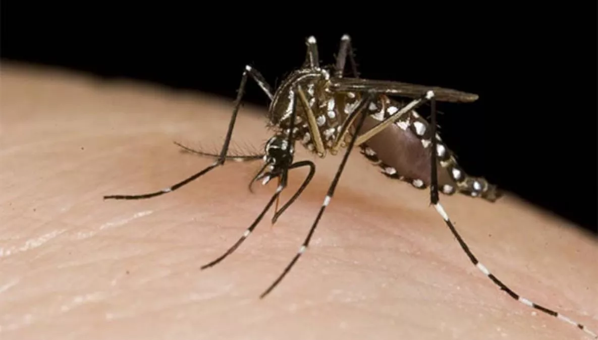 dengue_20200504101410