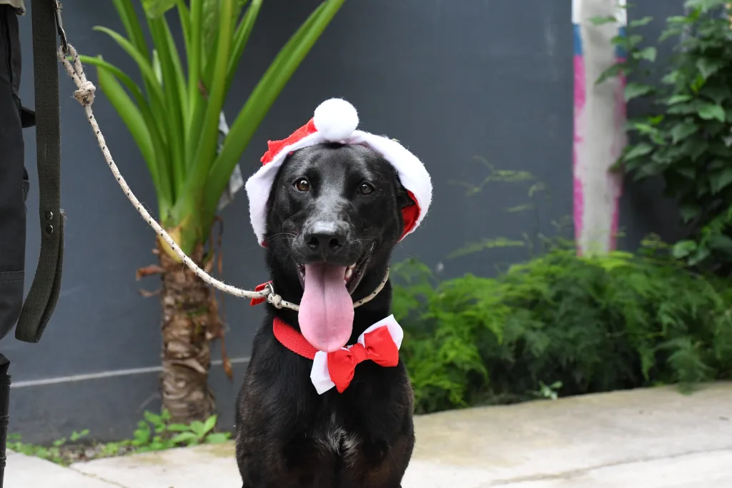 centro-de-adopciones-adornos-navidenos-2-1024x683