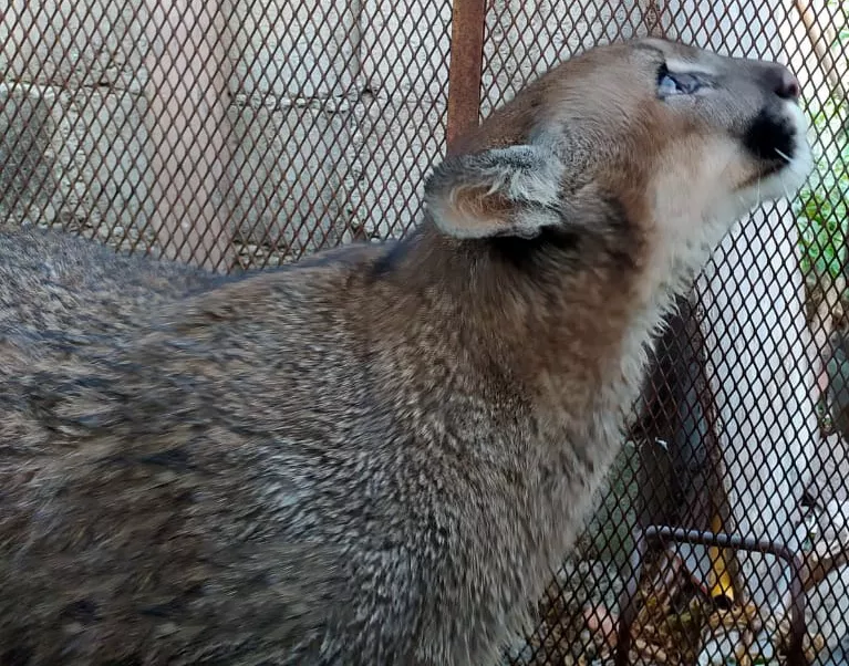 puma_2