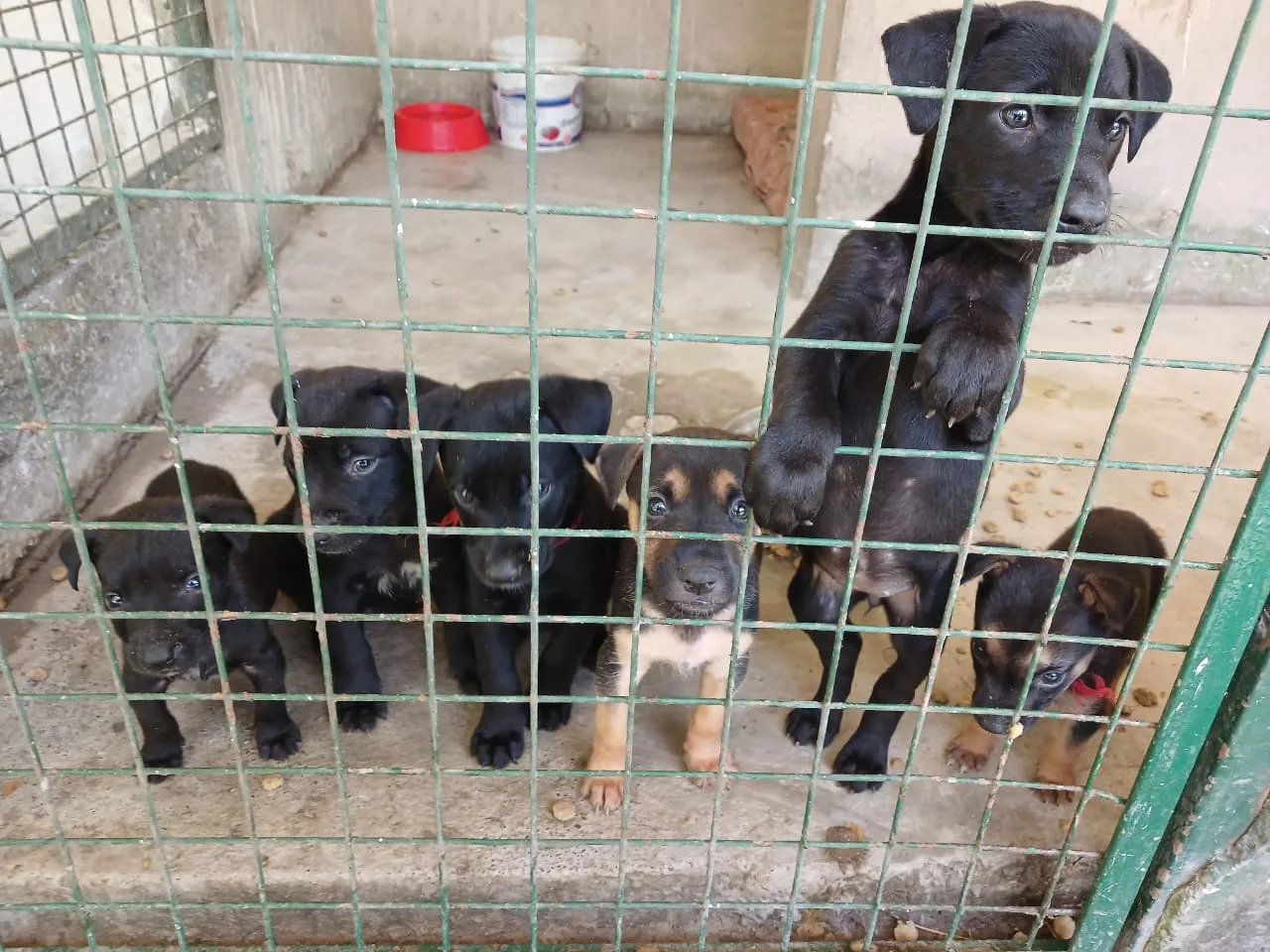 cachorros-en-adopcion-1-jpeg