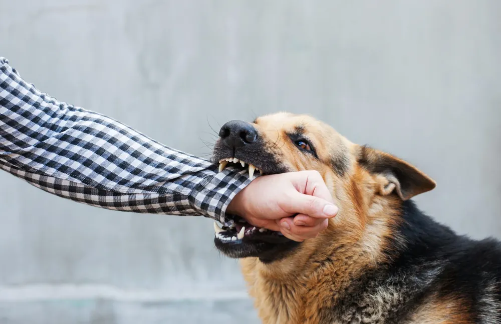 Dog-Bite-scaled