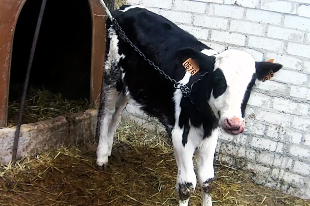 maltrato.animal