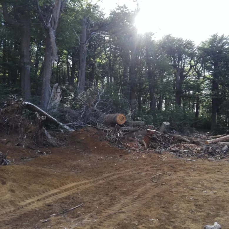 bosques-1-4-116-0-780-780-1659562194