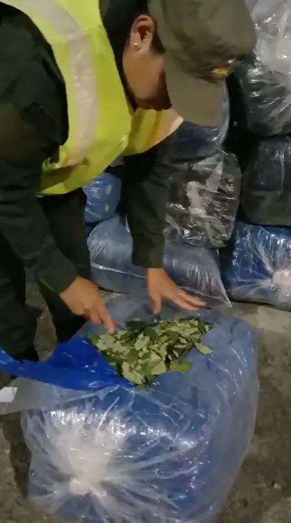 1.300 kilos de hojas de coca - Salta