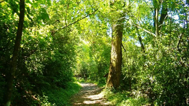 web-bosques-15-enero