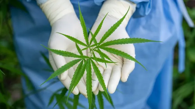 cannabisjpg