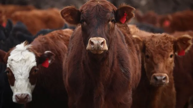 carne-vacas-ganado-campo