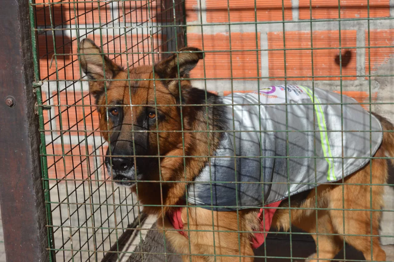 centro-de-adopciones-c