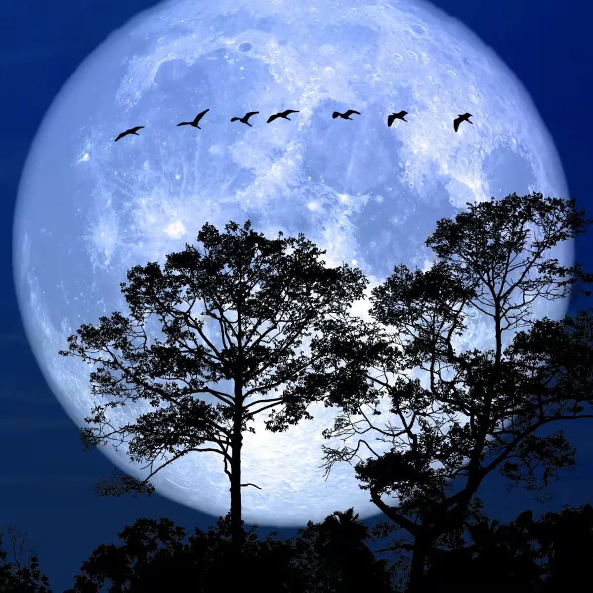 WhatsApp Image 2026-01-29 at 11.33.11