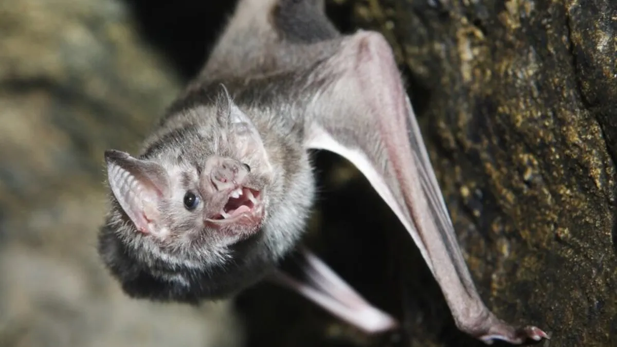 alerta-el-hallazgo-un-murcielago-rabia