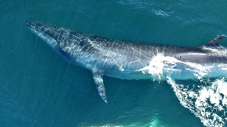 ballenas-sei-el-golfo-san-jorge-15-7-25-1