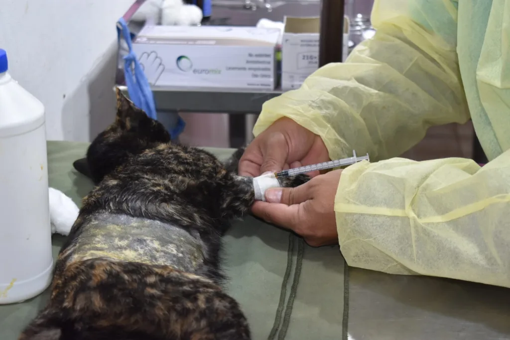 castracion-animales-1-1024x683