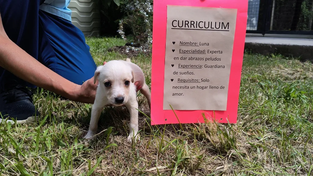 centro-de-adopciones-cachorros-1-1024x576