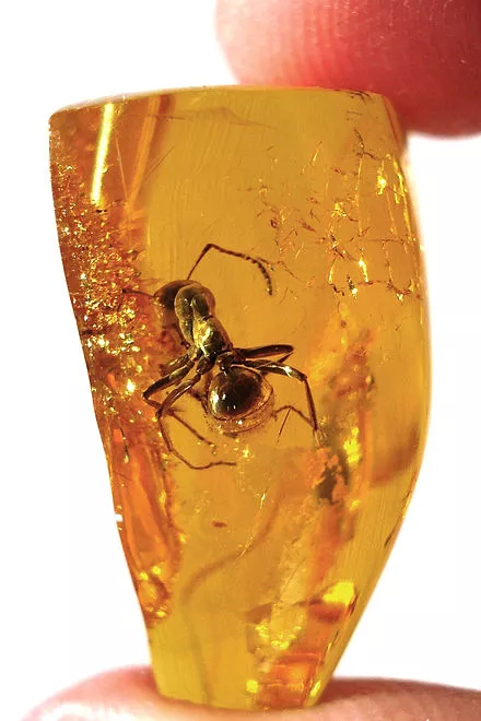 440px-Amber2