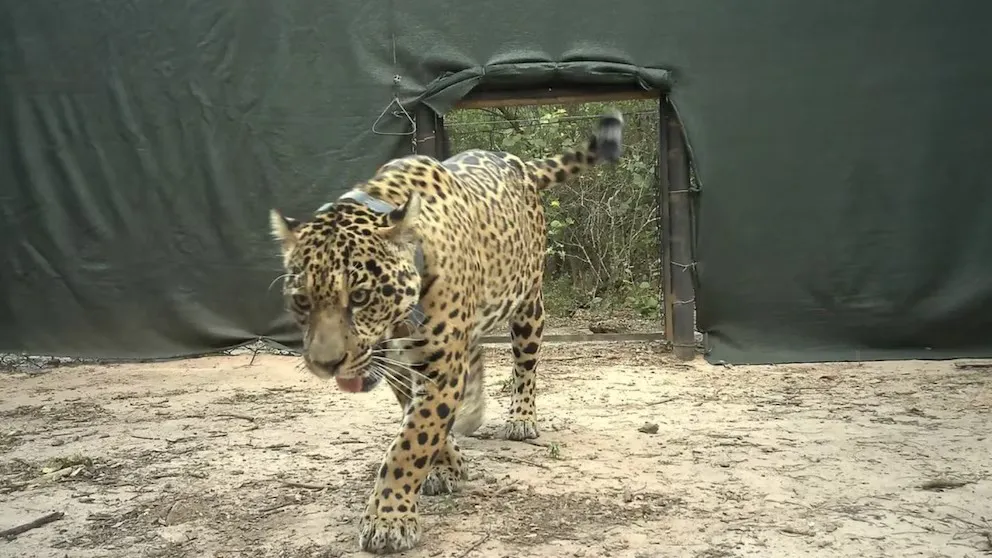 WhatsApp Image 2025-11-08 at 09.52.52