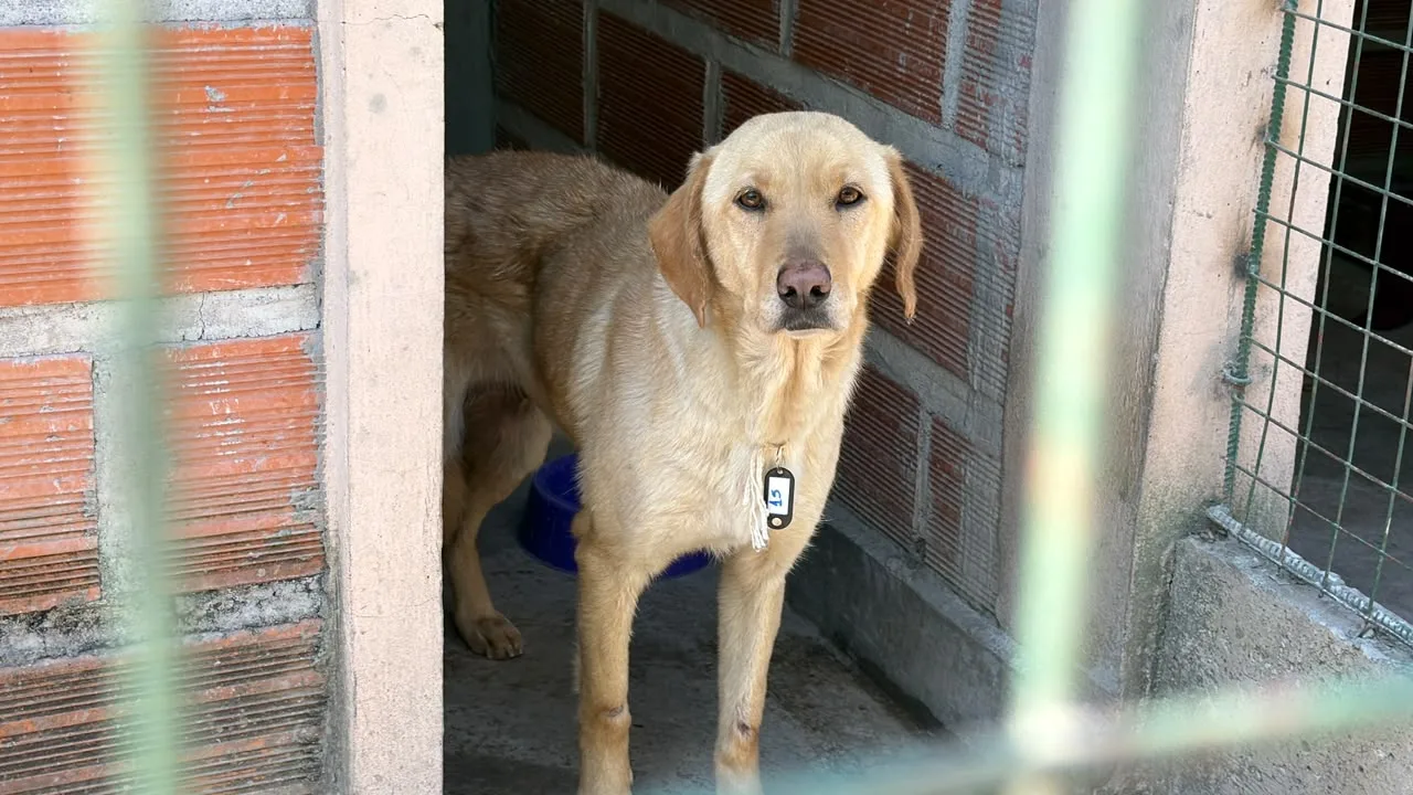 perros-rescatados-centro-de-adopciones-milagro-2026-3