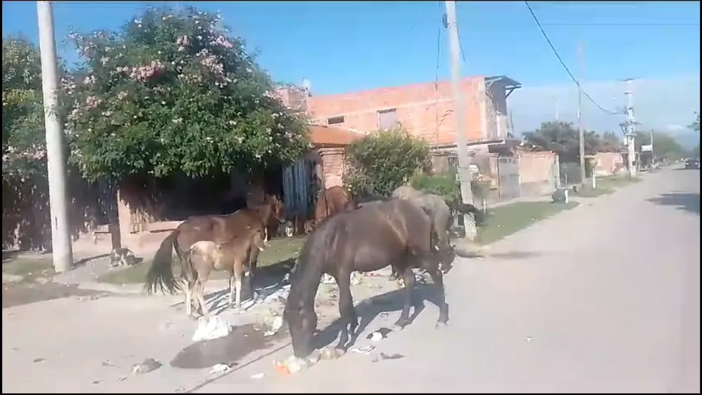 PORTADA PARA TODO SALTA (4)