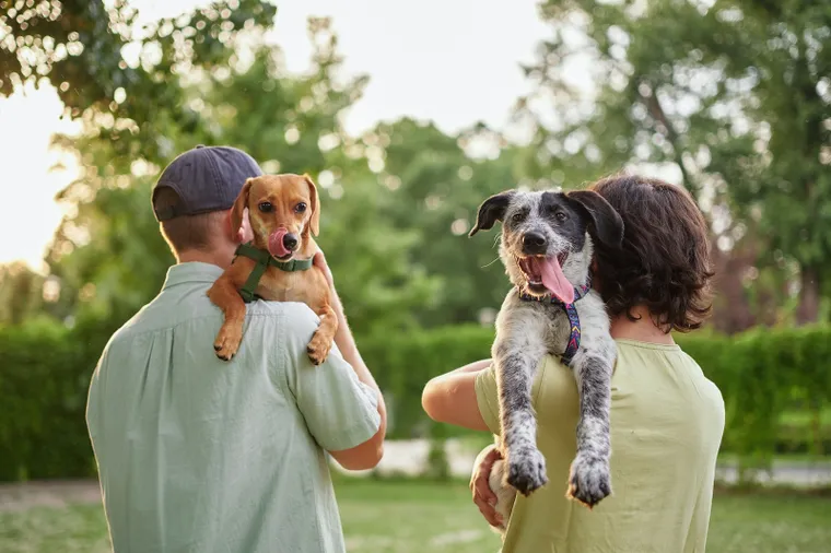 se-trata-espacios-compartidos-que-las-familias-puedan-disfrutar-junto-sus-mascotas-foto-ilustrativa-foto-shutterstock