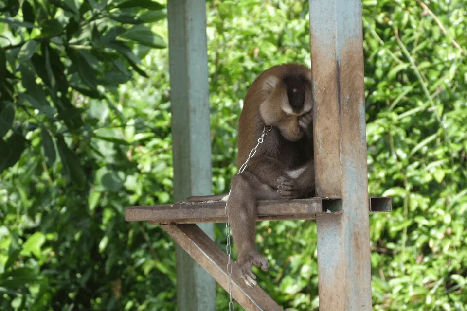 669750-47653-monkeys-chained-3
