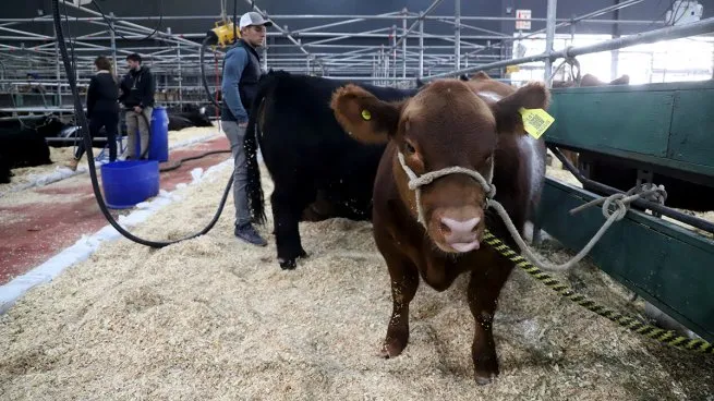 vacas-ganaderia
