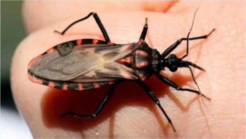 MARCO-FOTO-WEB-2023-dia-del-chagas-14-de-abril