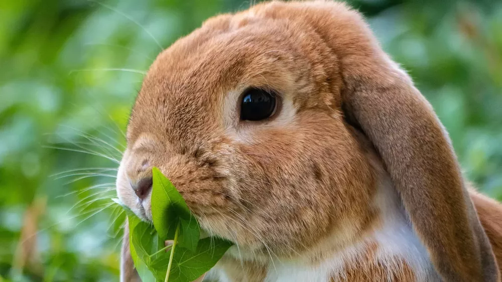 conejo