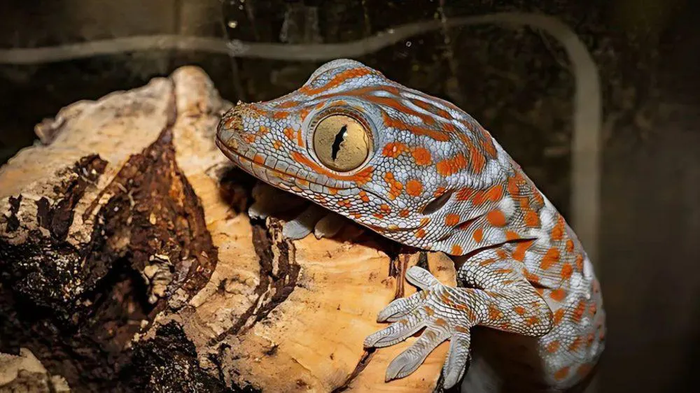 Animal-con-sexto-sentido-1000x562