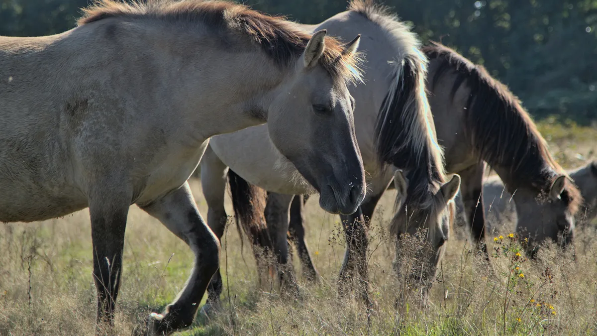matan-caballos-comer-mar-del-plata-los-faenan-hacer-milanesas-choris-y-hamburguesas