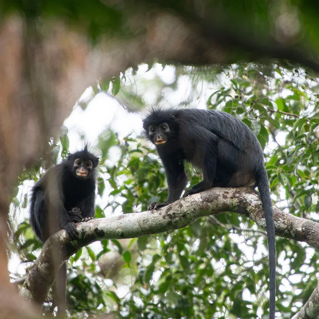 colobus-congoensis-orange-lipped-monkey-that-roars-and-v0-c3lrltbwzndh1