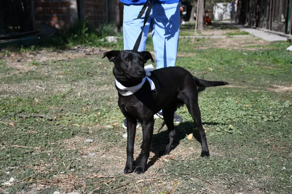 perros-peregrinaciones-en-centro-de-adopciones-8-1024x682